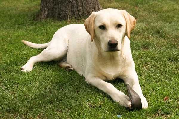 Labrador macho amarelo com um ano