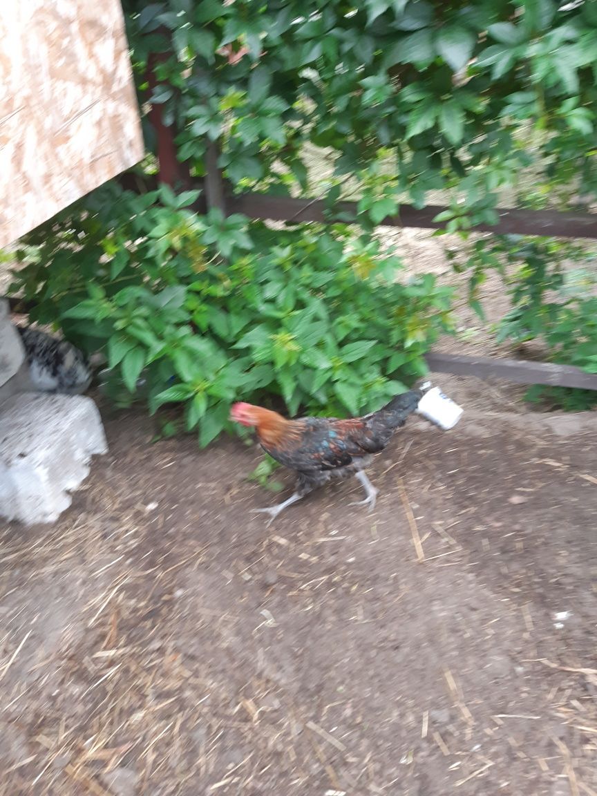 Koguty mlode do dalszej chodowli