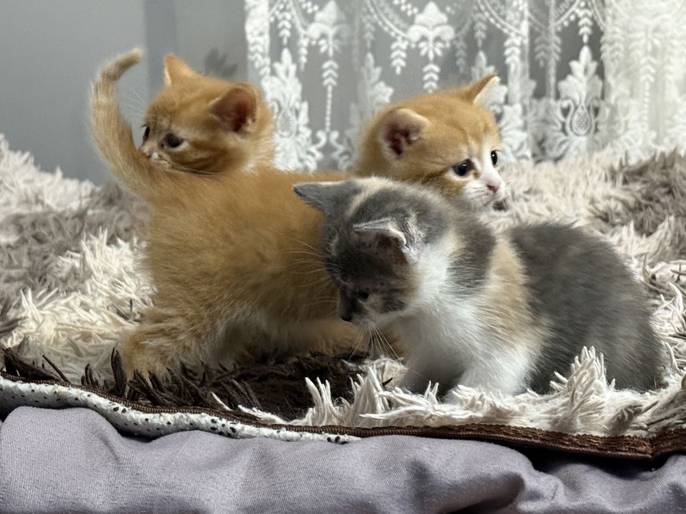 Віддам котиків в добрі руки