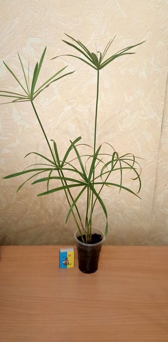 Циперус , пальмочка (водяная пальма), цыперус папирус