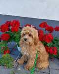 Piesek Maltipoo F1b