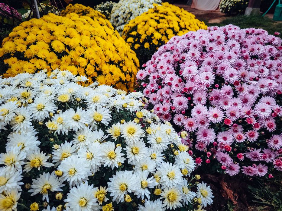 Chryzantemy drobnokwiatowe