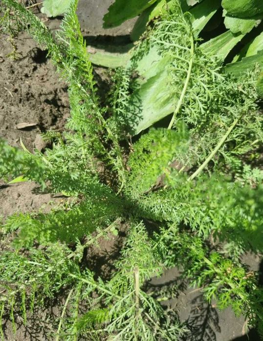 Тысячелистник астильба маргаритка