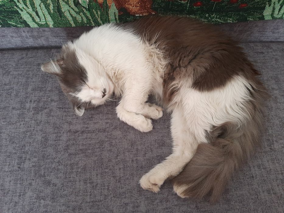 Кошка  британка короткошерстая