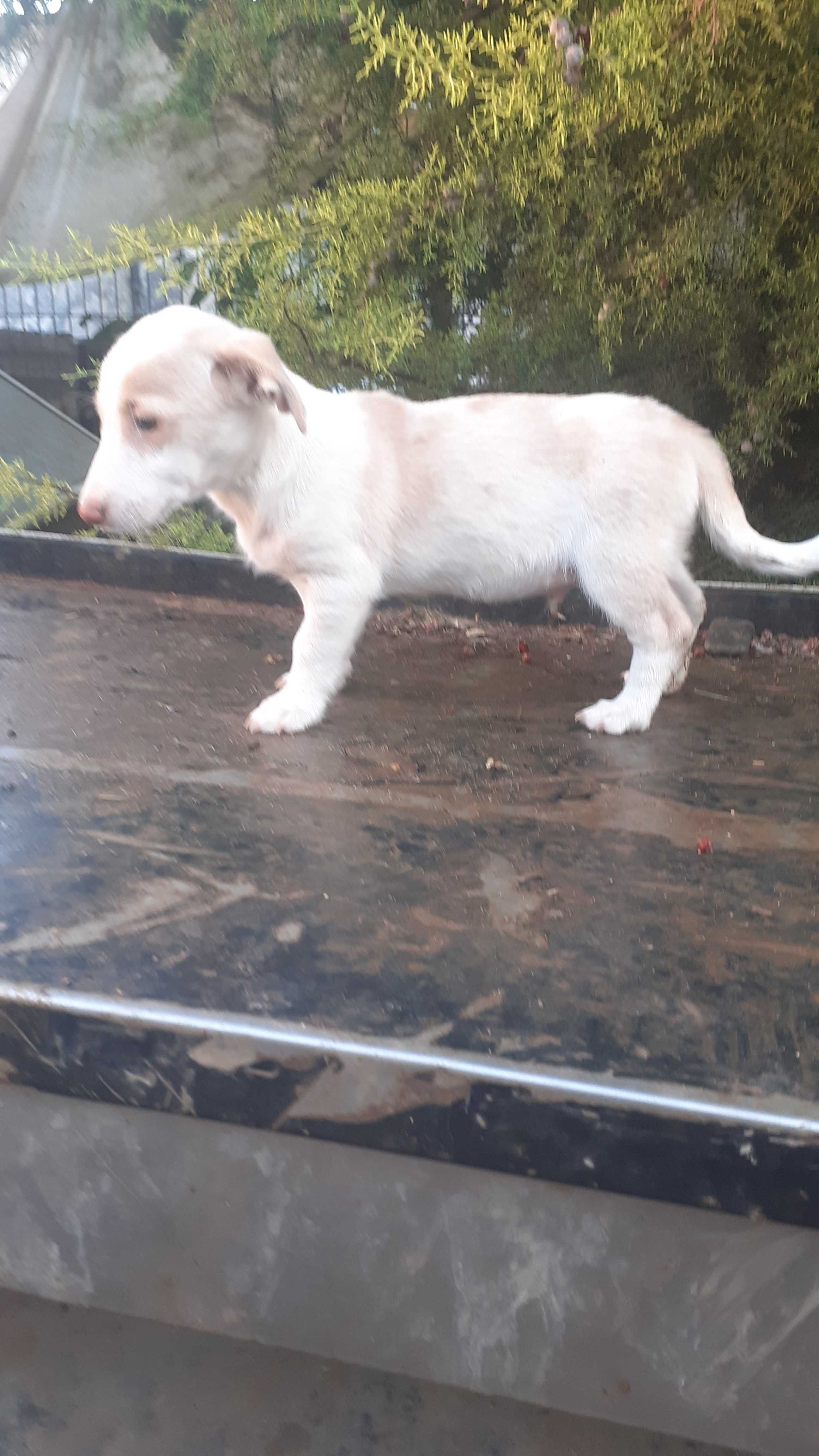 Cachorrinho com 2 meses.
