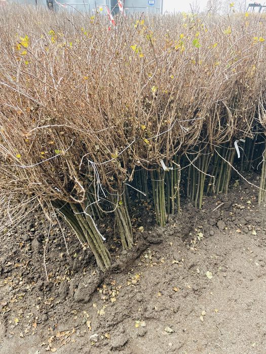 Porzeczka , agrest pienny