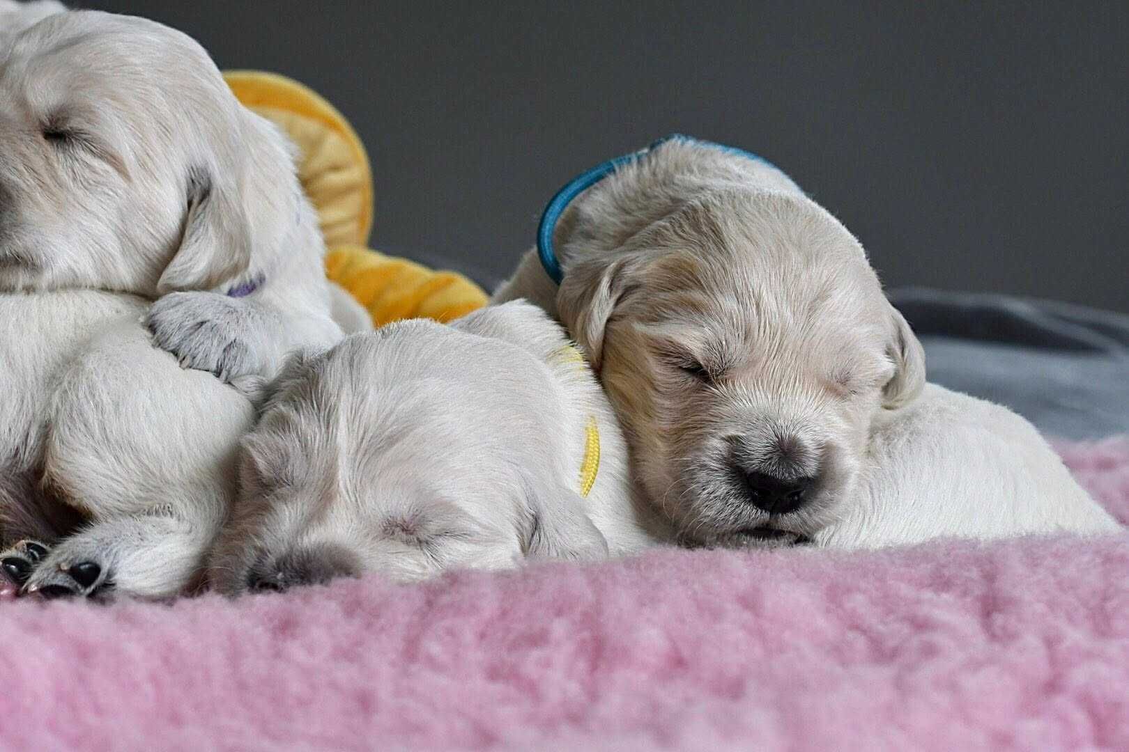 Golden retriever Związek Kynologiczny w Polsce /FCI