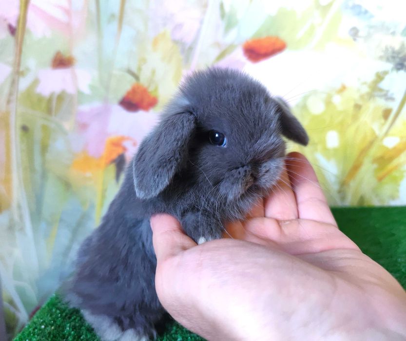 PIĘKNE Mini Lop królik miniaturka karzełek rex baranki teddy