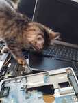 DellLatitudeЕ7450,7440,6530,6520,6420,6430запчастини