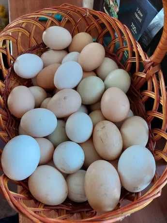 Яйця для інкубації. Різні породи, кольоровий мікс !!!