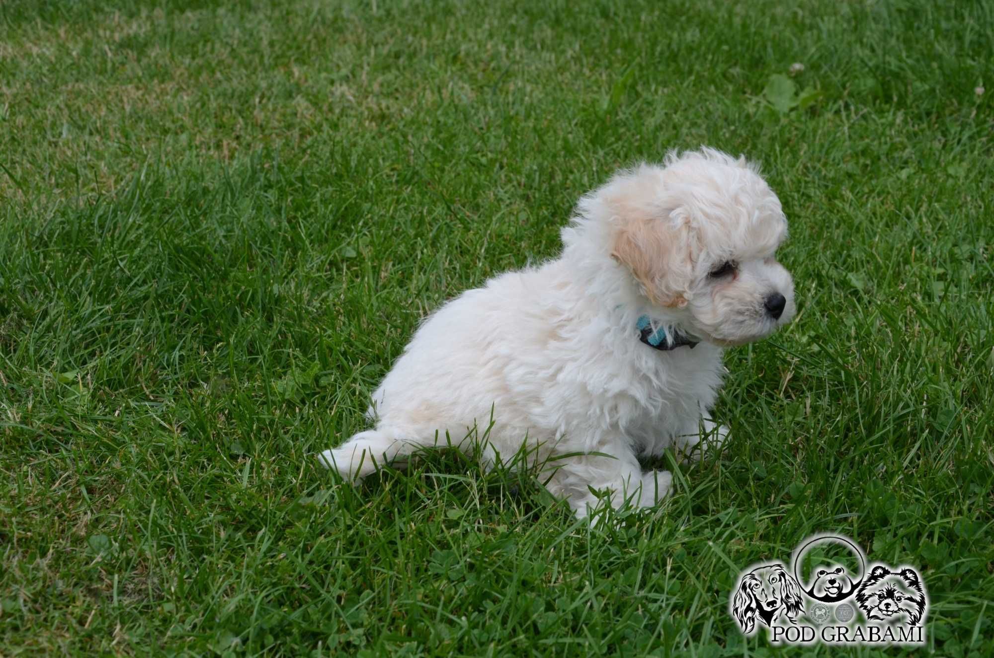 Bichon frise FCI po Multichampionie.