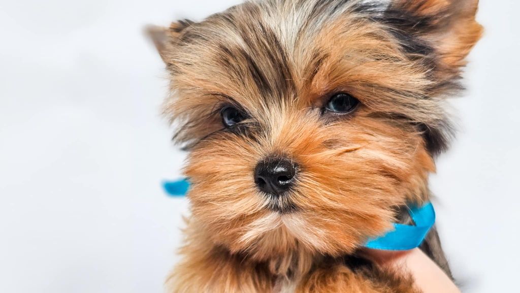Yorkshire terrier suczka Odessa