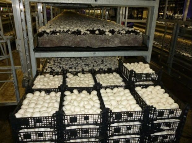 Климатическое оборудование для хранения выращивания грибов Херсон