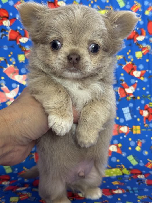 Мальчик чихуахуа дл. ш.