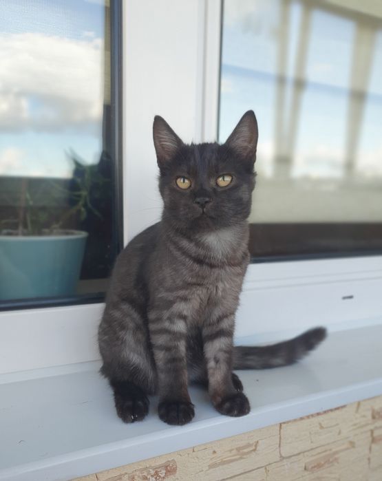 Прилаштовується киця