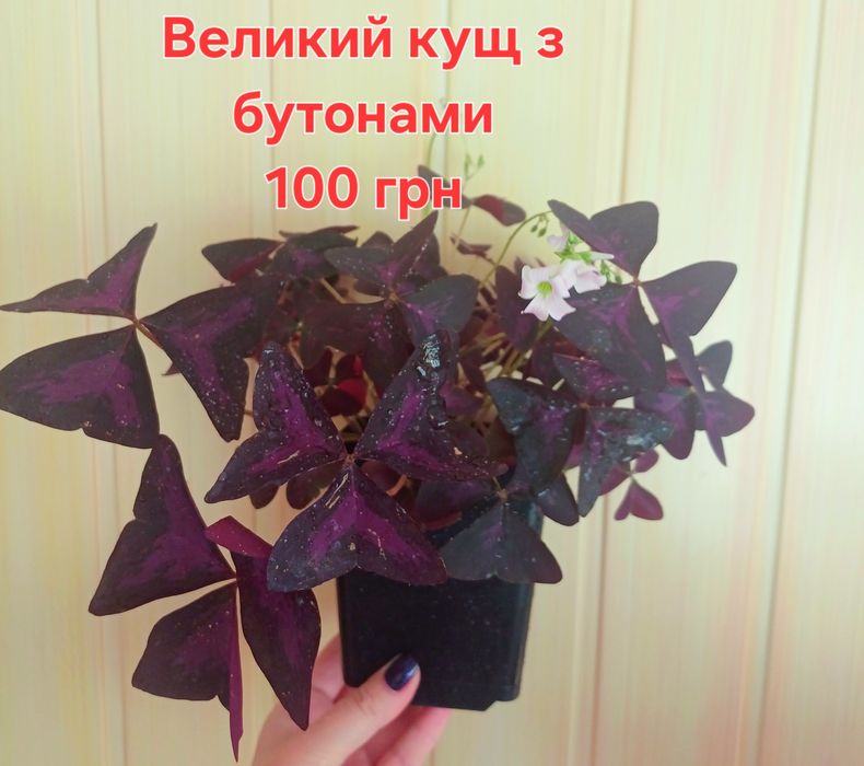 Оксаліс, яскраві метелики на підвіконні