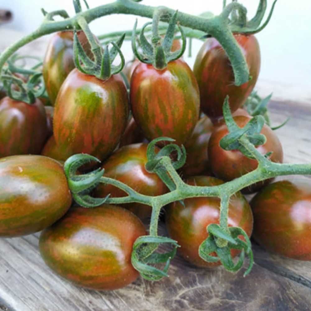 Продам розсаду томатів