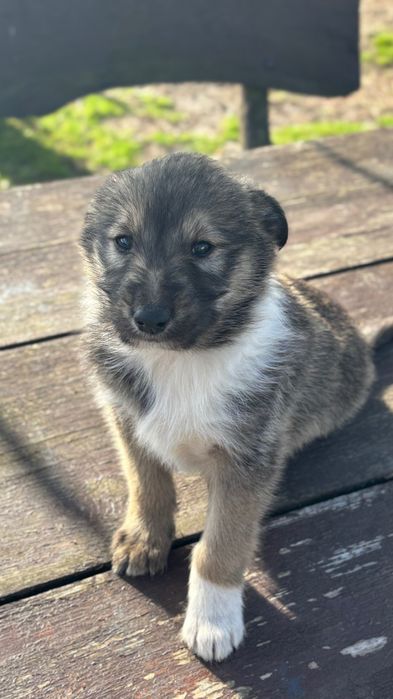 Pieski  owczarka szkockiego szukają  kochającego domu