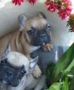 Цуценята  французского  бульдога