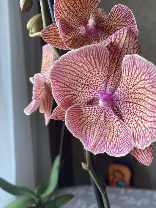 Заберу орхідею на реанімацію