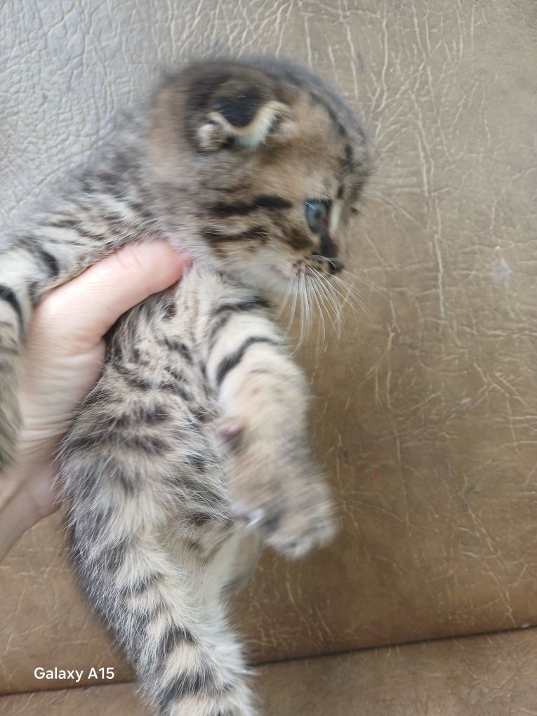 Віддам котиків в добрі руки