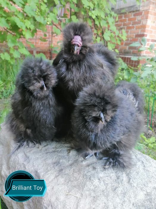 Шелковые куры-инкубационное яицо