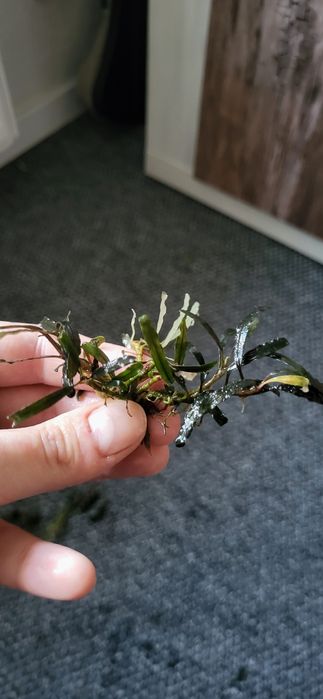 17 sztuk Bucephalandra roślina do akwariów