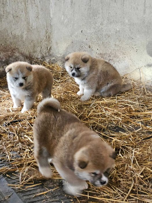 Szczeniak Akita INU
