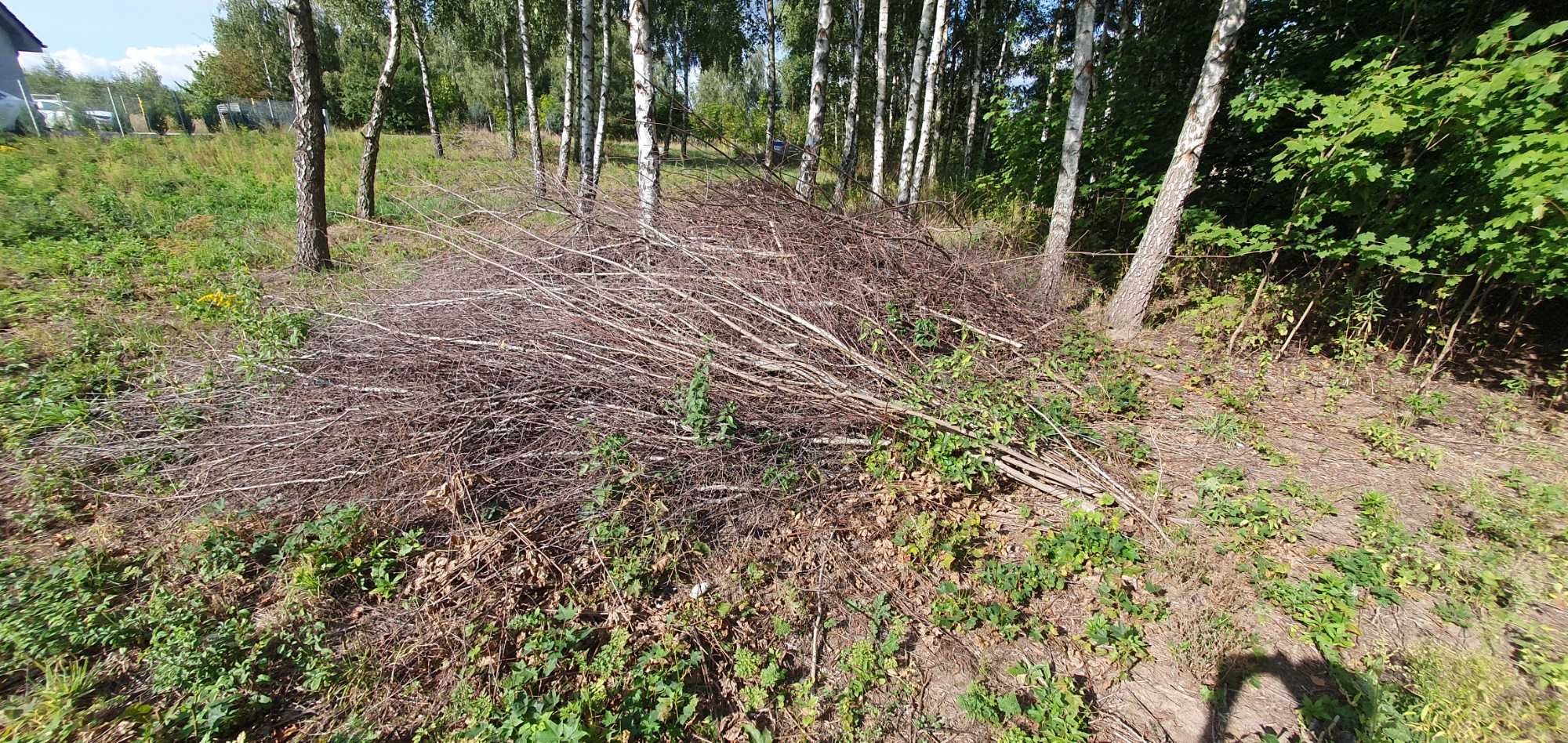 Sprzedam młode drzewka i gałęzie klon i brzoza, cięte wrzesień 2022