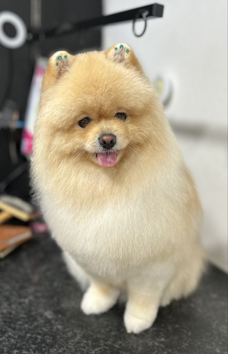 Грумінг, грумер, стрижка собак! Лівий берег( Калинова)