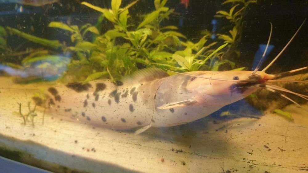 Sum Afrykański ok 25cm