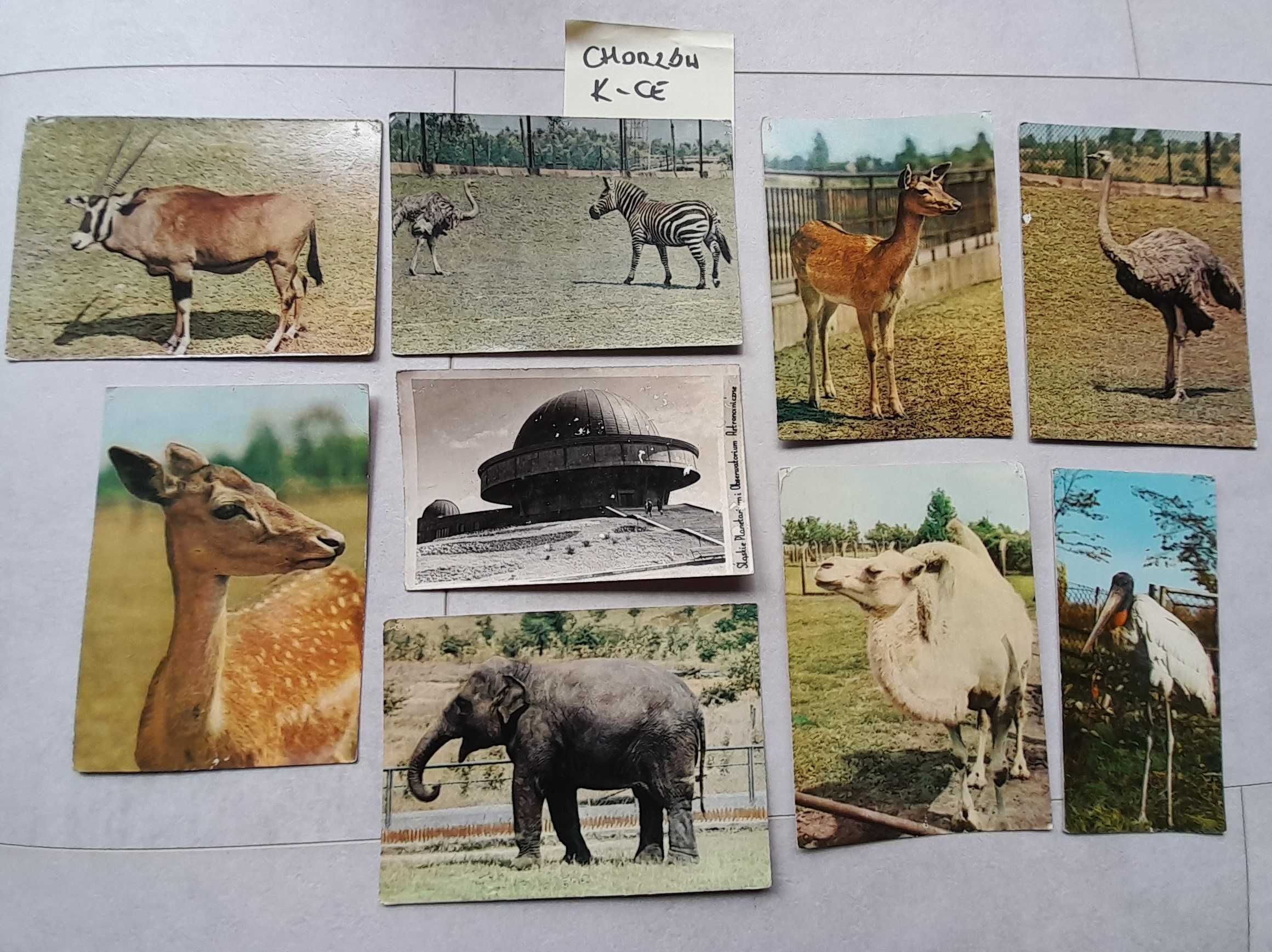 Stare pocztówki kartki pocztowe Chorzów Zoo Planetarium K-ce PRL
