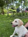 Labrador Retriver