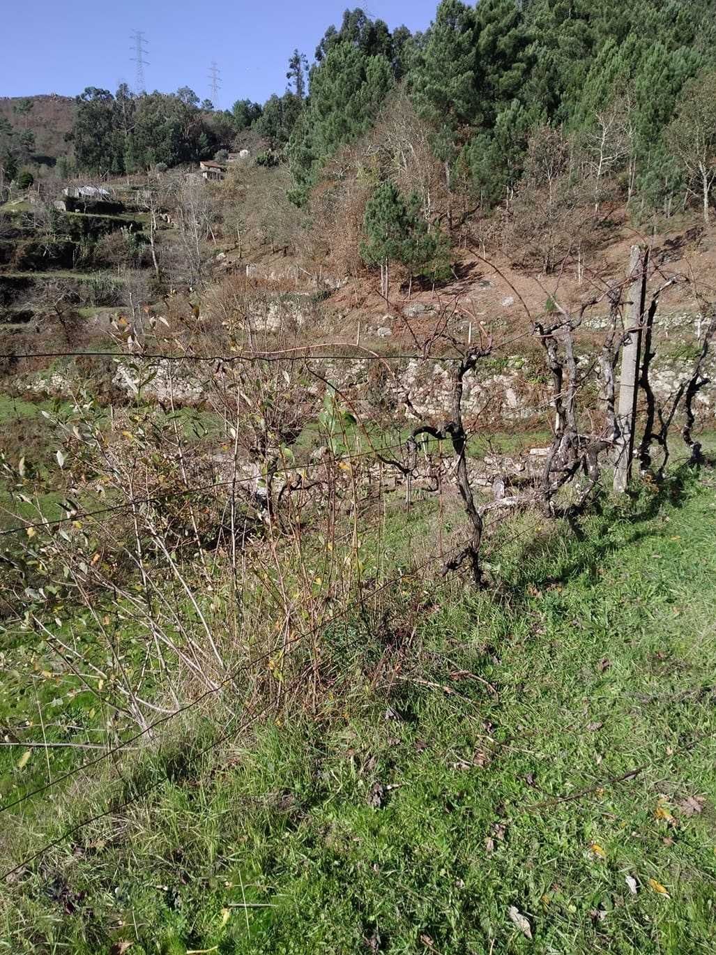 Quintinha em Baião (Grilo)