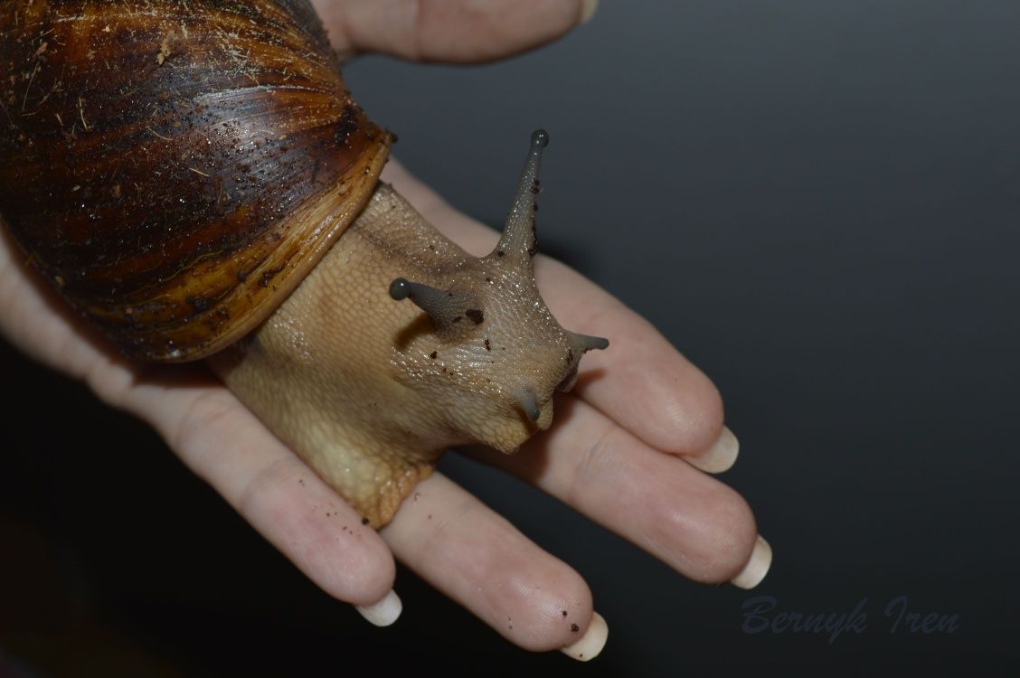 Sprzedam. Archachatina Marginata var.Suturalis