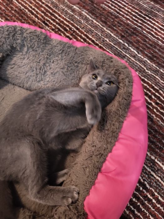 Отдам даром кота