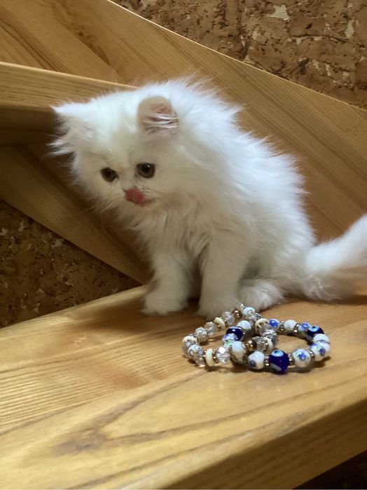 Pers milusia koteczka biała