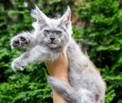 Cudowny chłopak maine coon