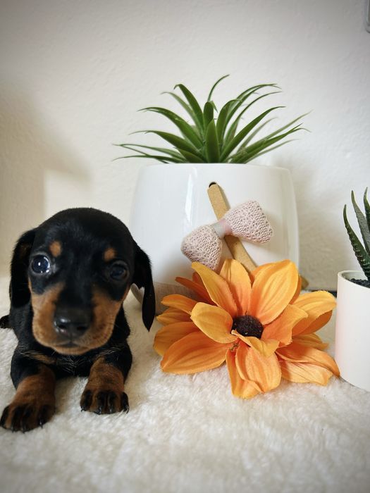 Excelente menino teckel kanichen