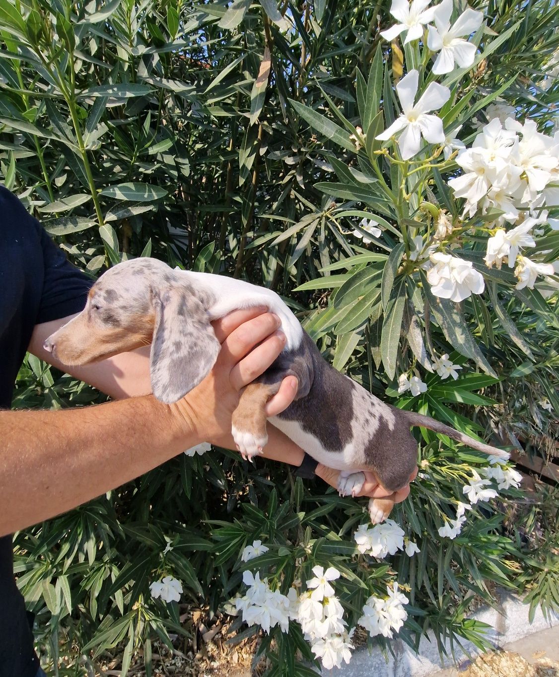 Teckel Merle macho
