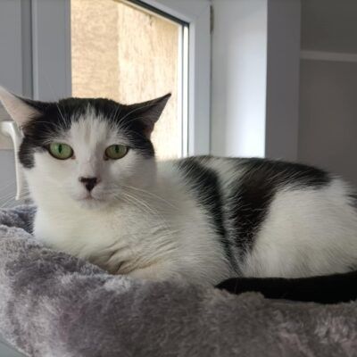 Daisy szuka kochającego domu