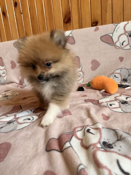 Szpic miniaturowy pomeranian