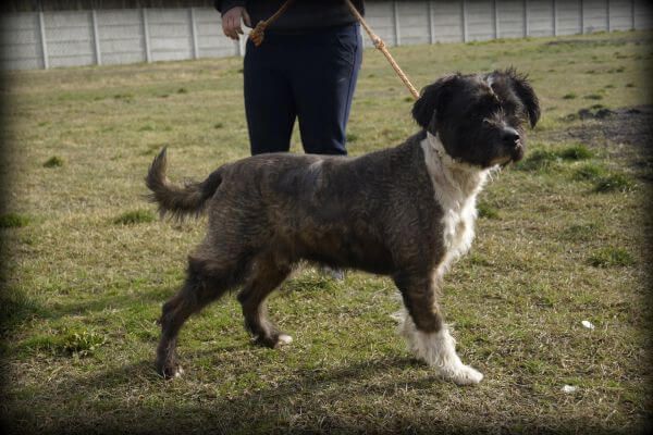 Grzesiu - duży psiak do adopcji