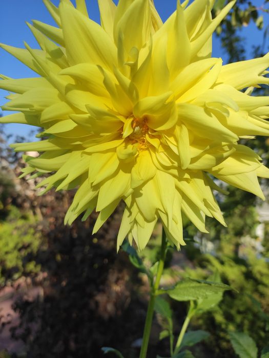 Жоржини /георгіни/ бульби