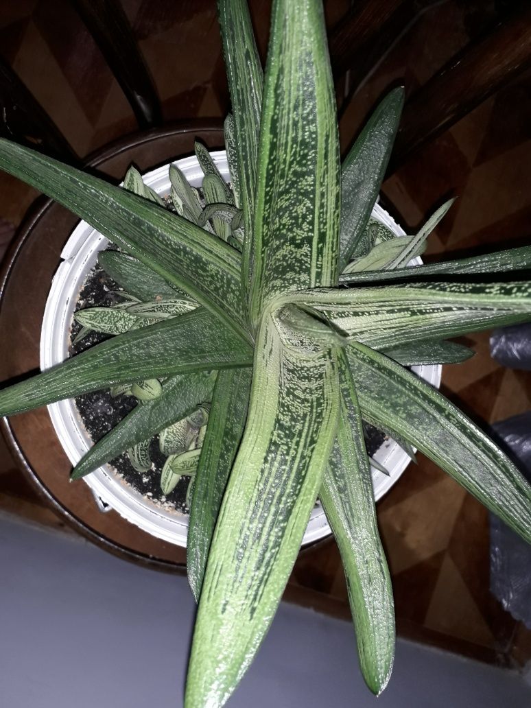 Алоє Гастерія gasteria гастерия, подарунок