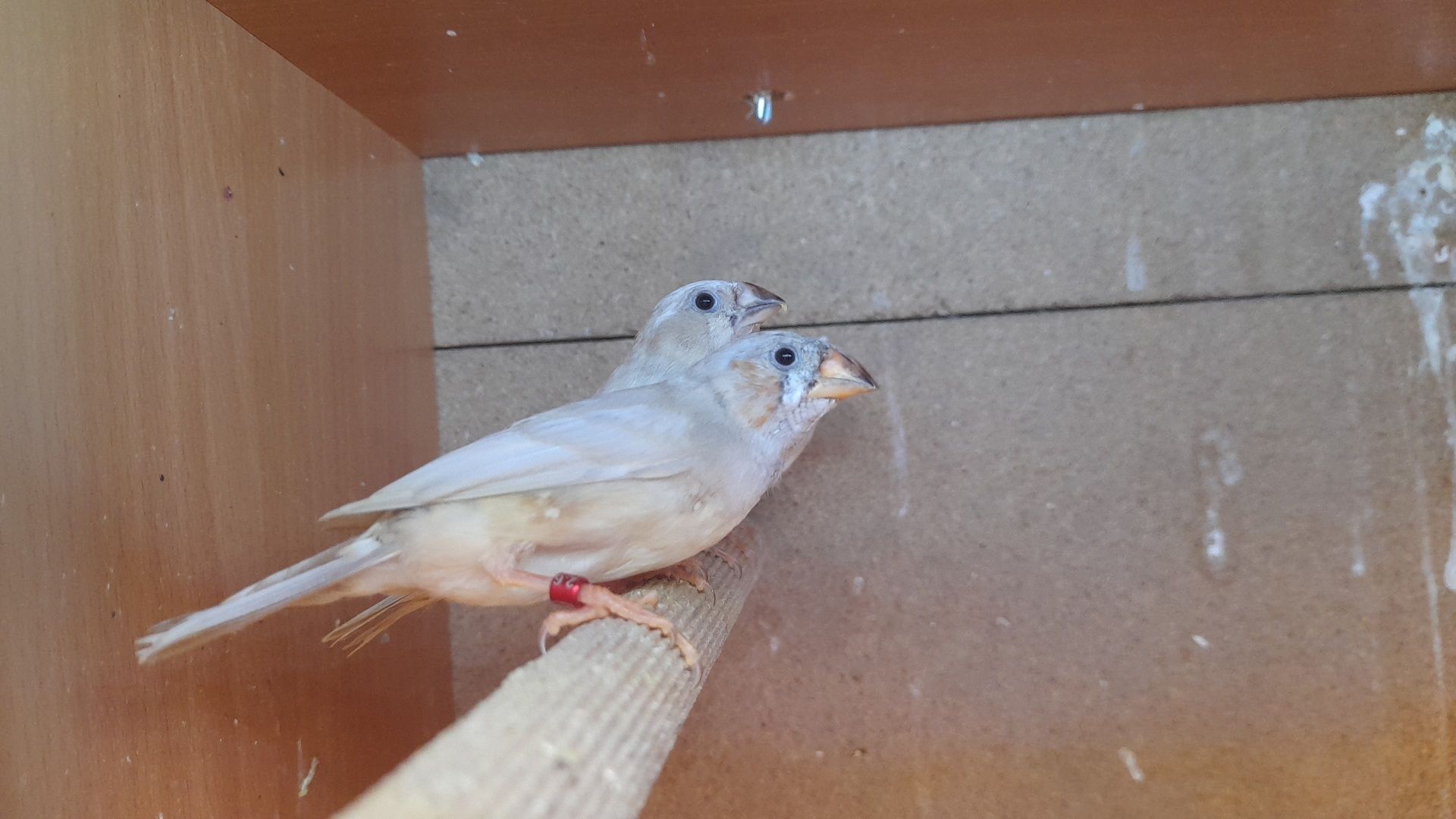 Mandarins (frescos e fofos)
Aves