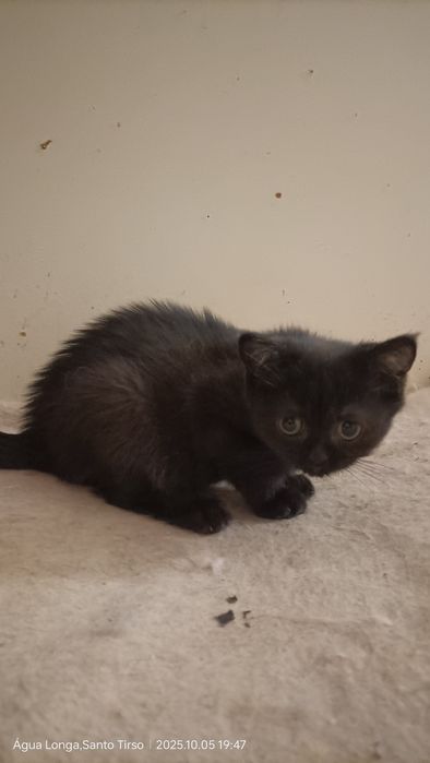 British Shorthair fêmea