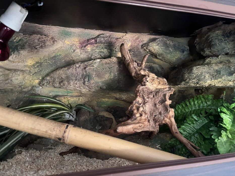 Wąż zbożowy z terrarium 120x40x40 pełne wyposażenie