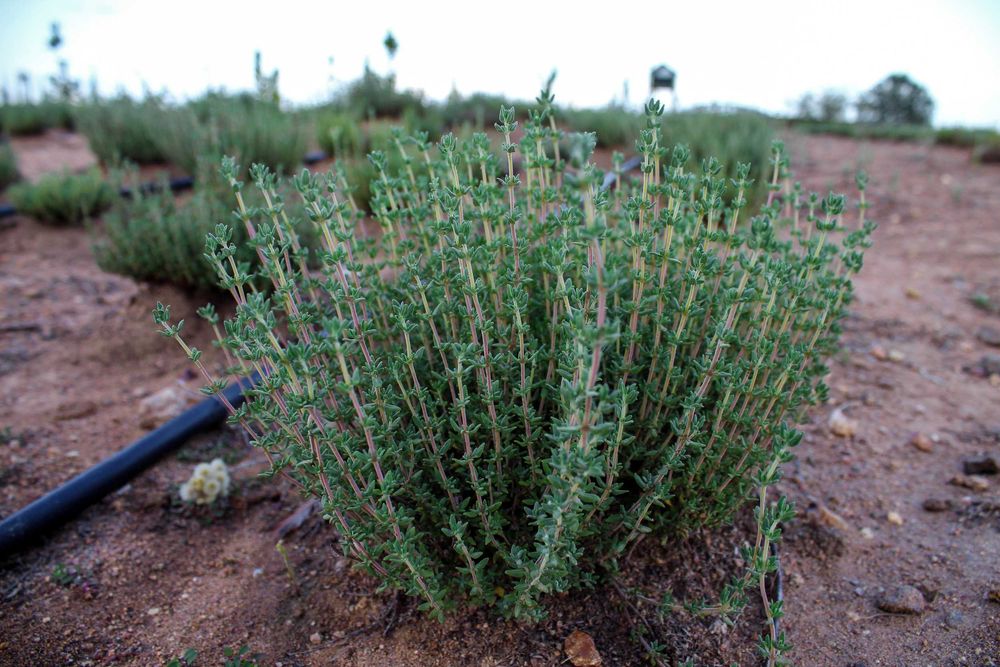 Tomilho / Tomilho Limão biológicos secos certificados - Évora