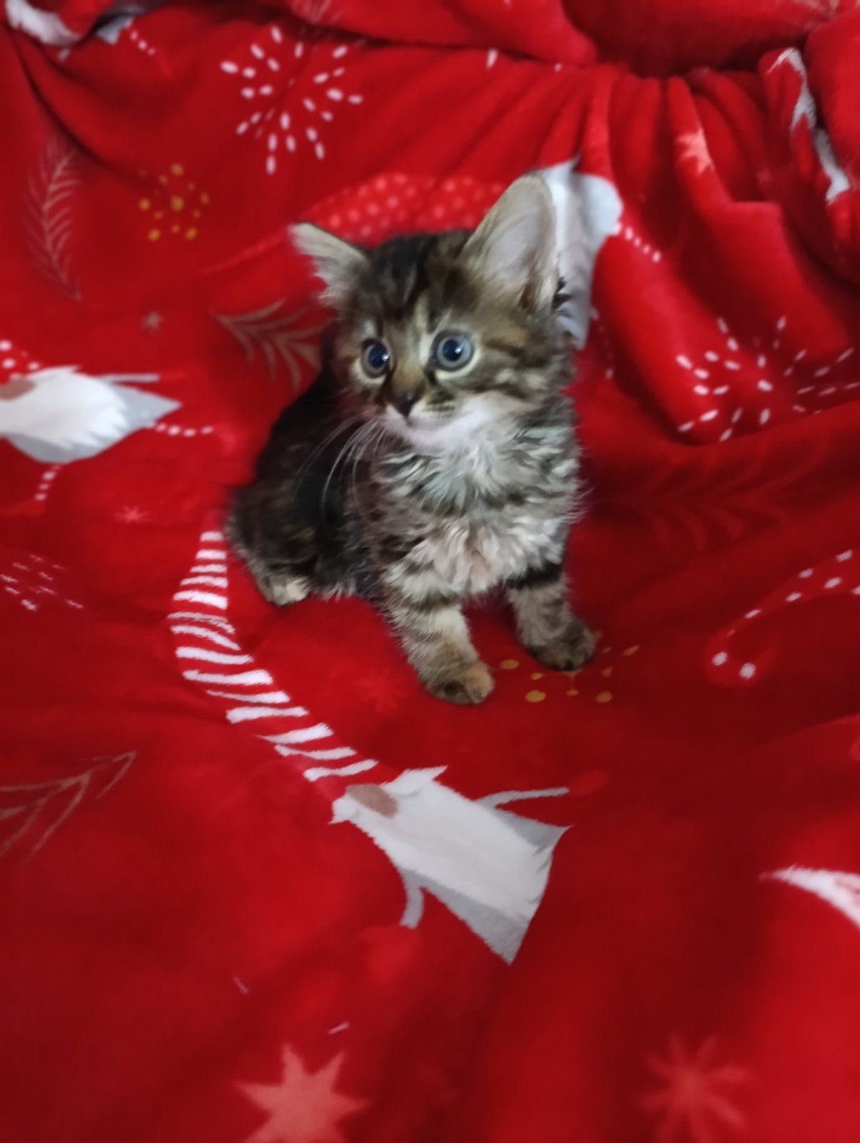 котенок котята бесплатно